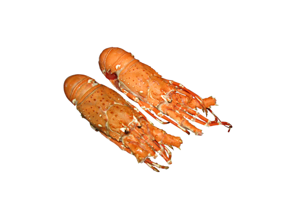 Lagosta Cozida