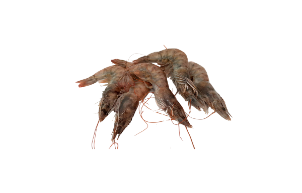 Whole Shrimp